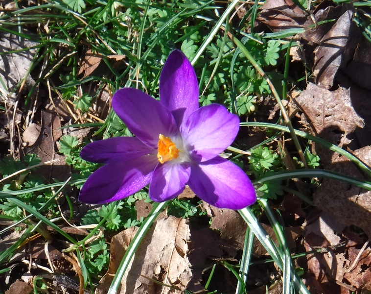 Crocus